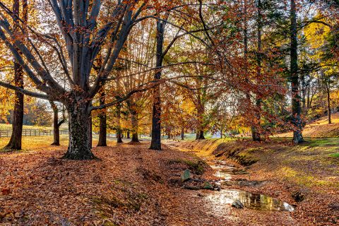 beech trees with fall colors